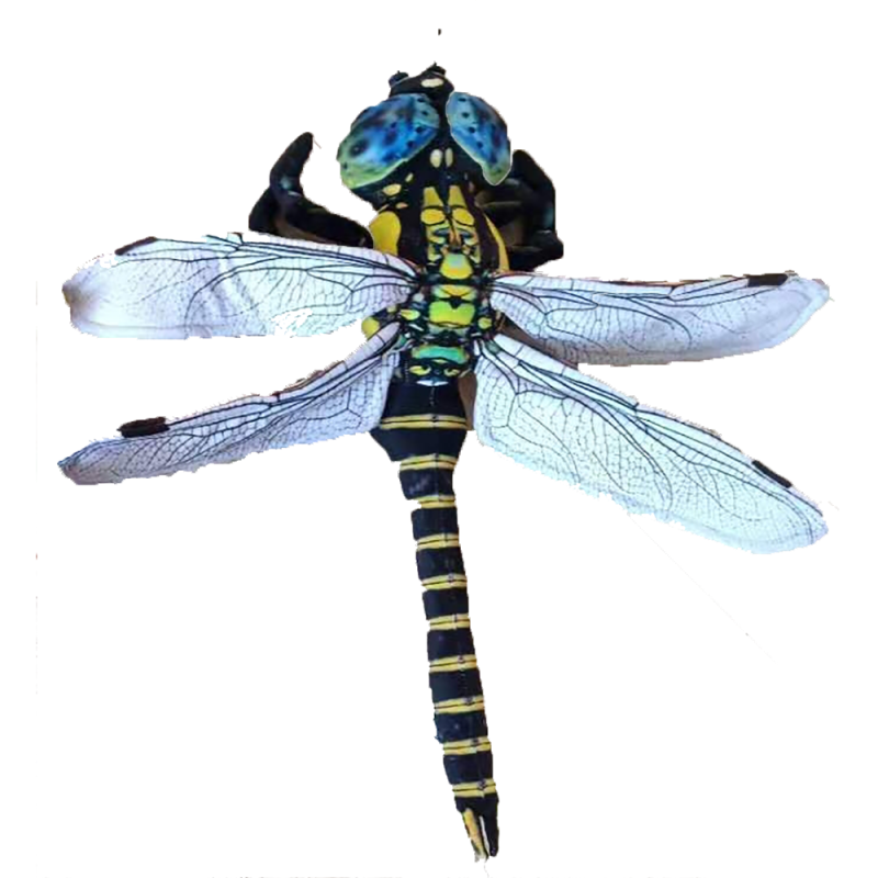 Dragonfly1 square