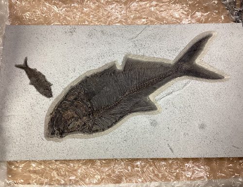 FossilFish1