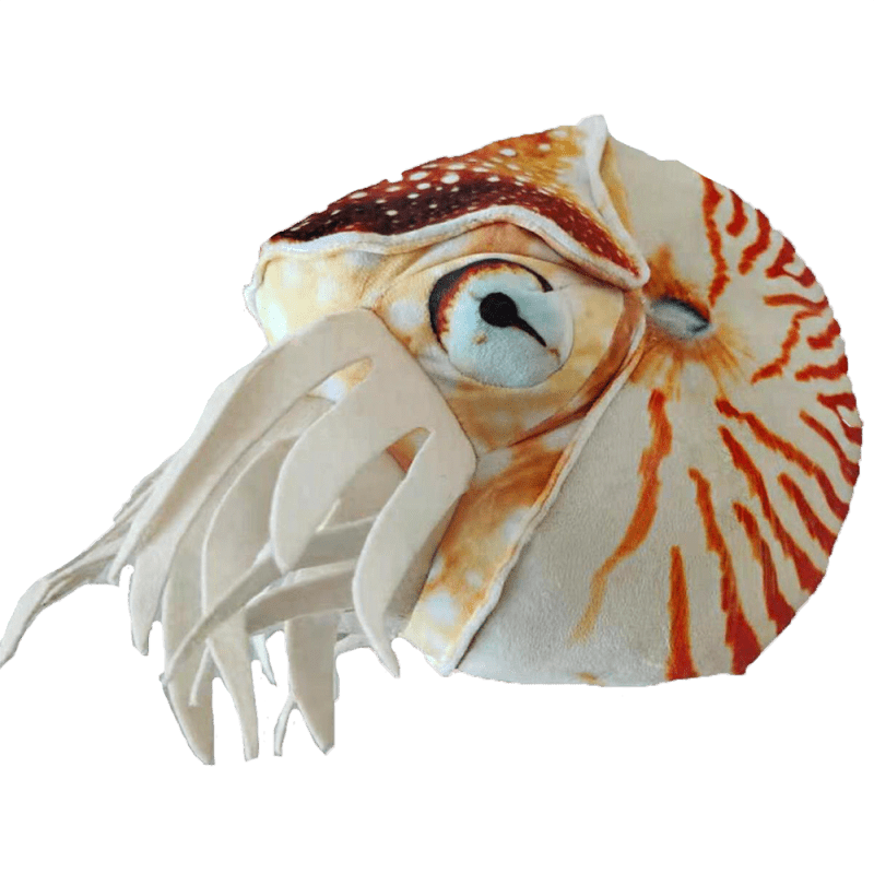 Nautilus1 square whitebackground