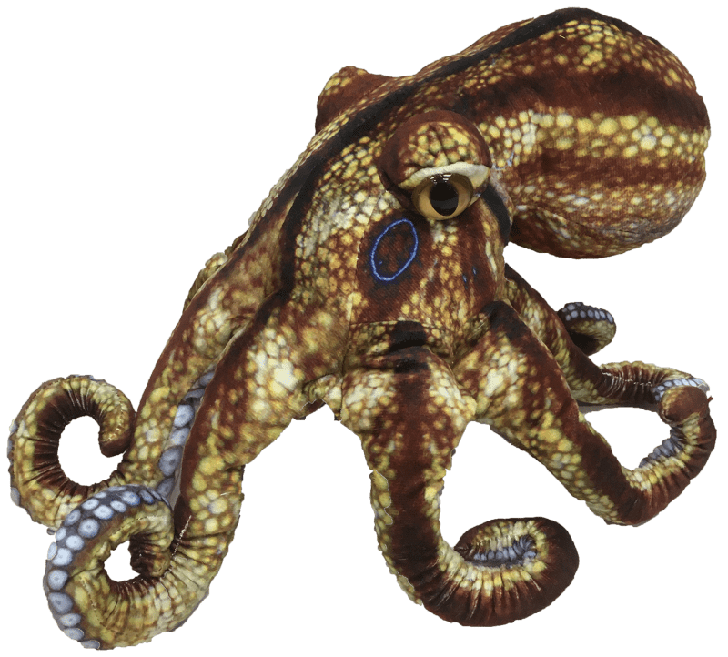 Octopus3