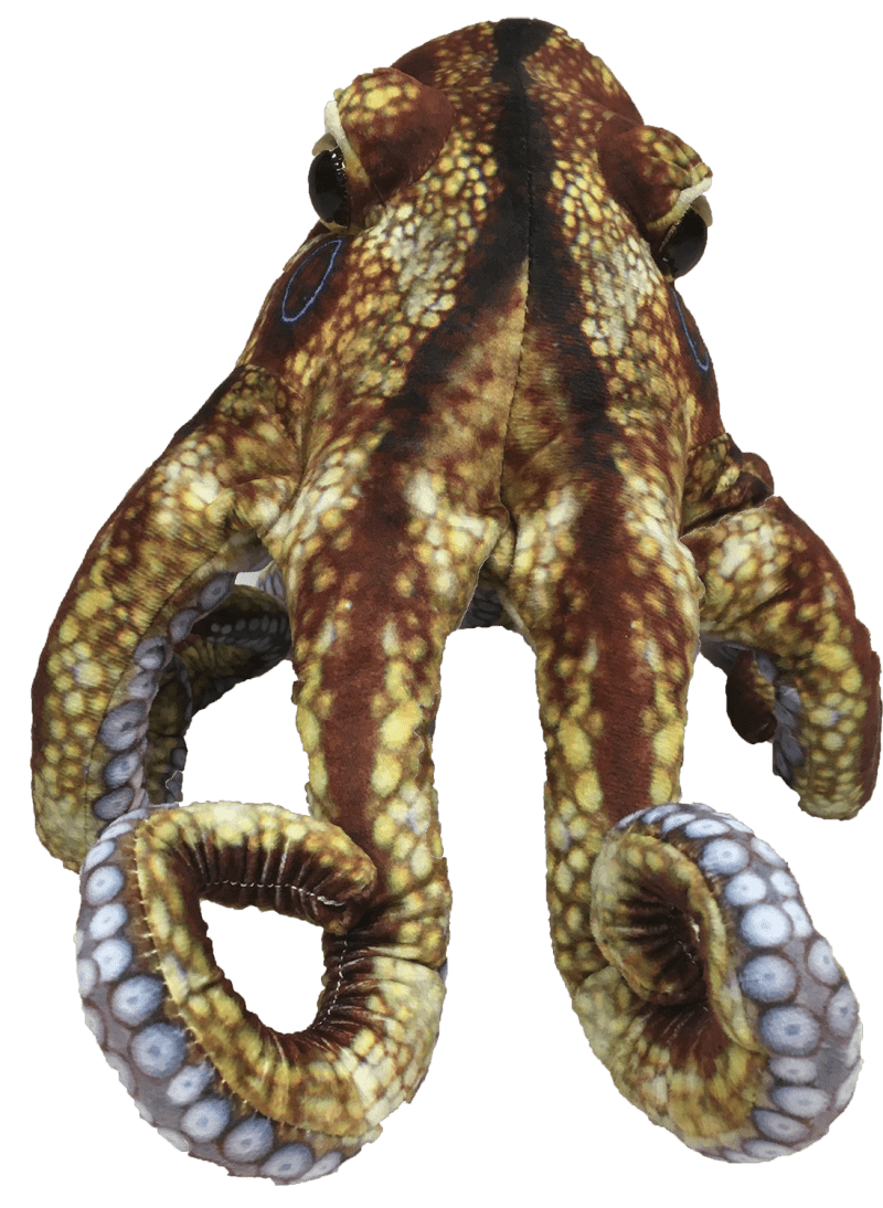 Octopus4