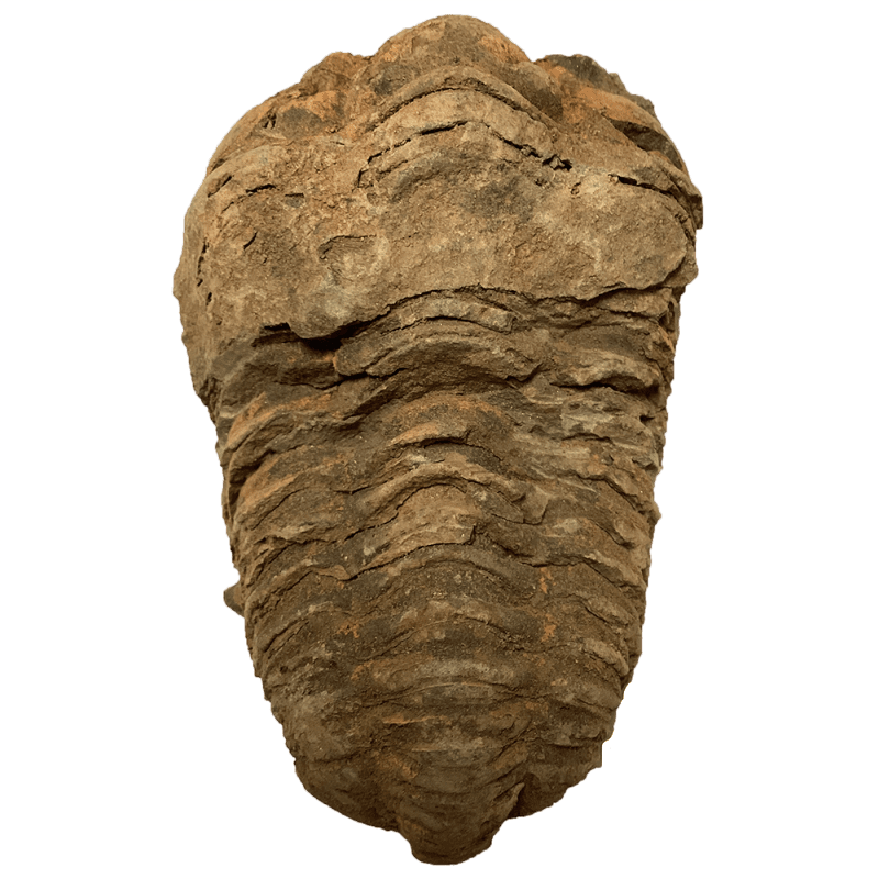 Trilobite1