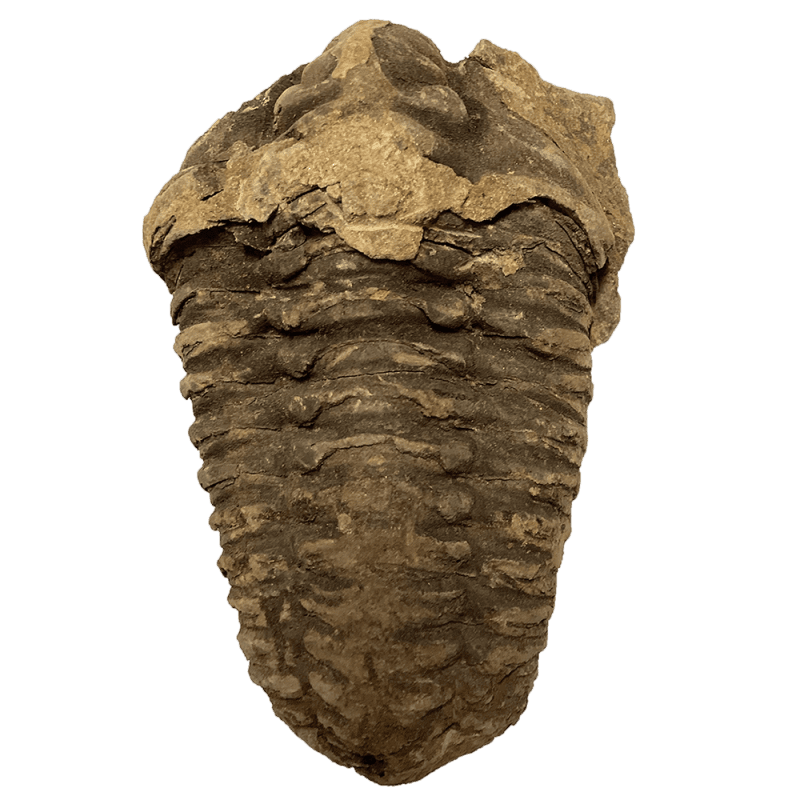 Trilobite2