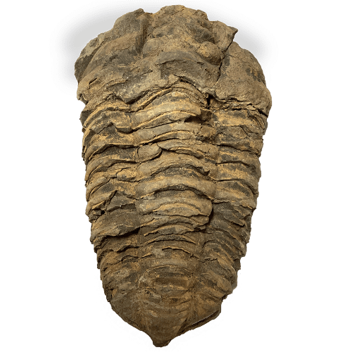 Trilobite3