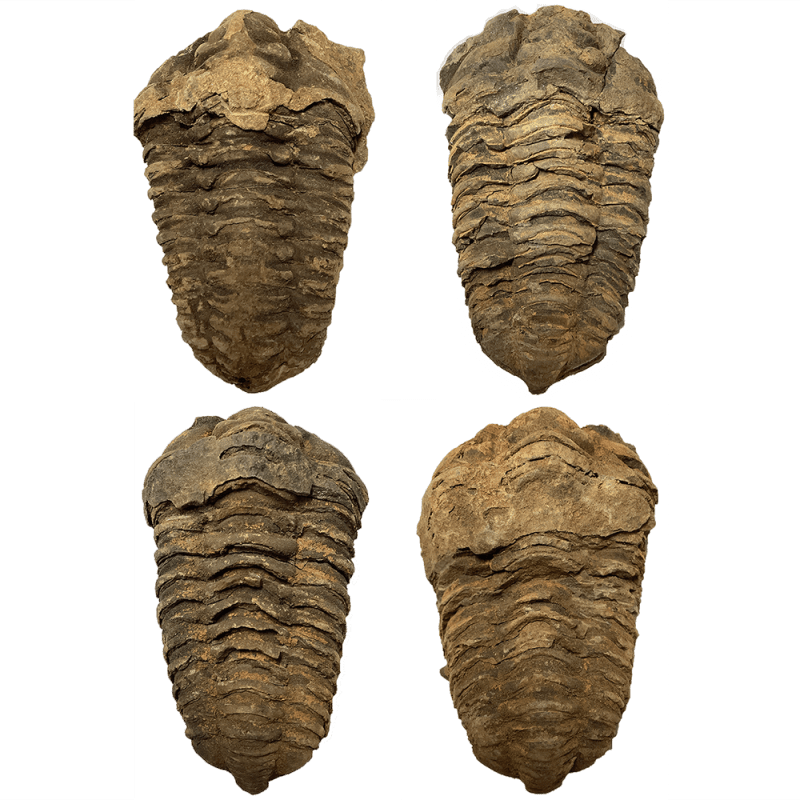 TrilobiteCollage1