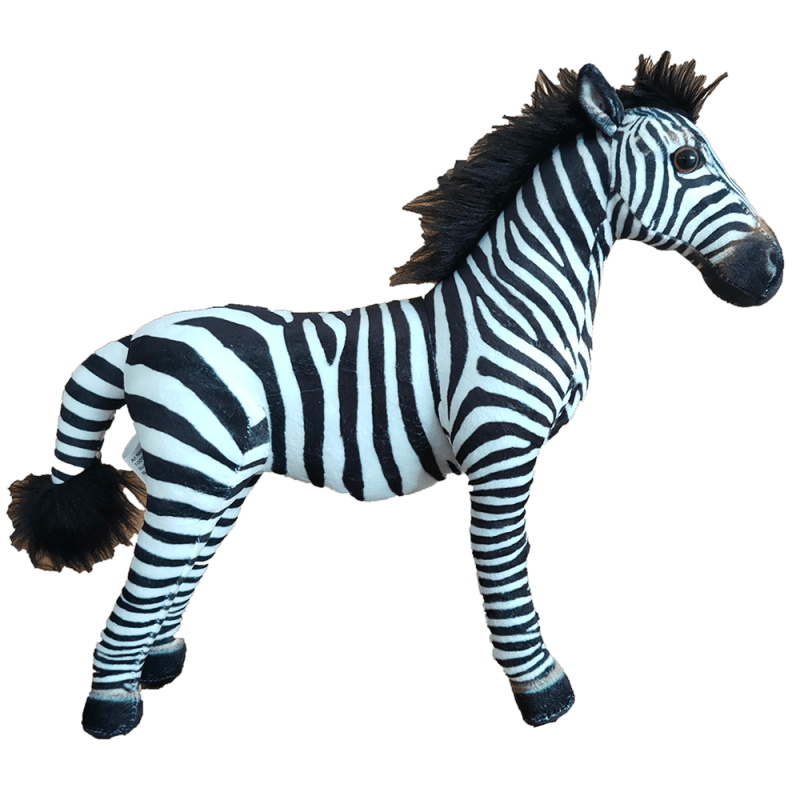 Zebra square whitebackground