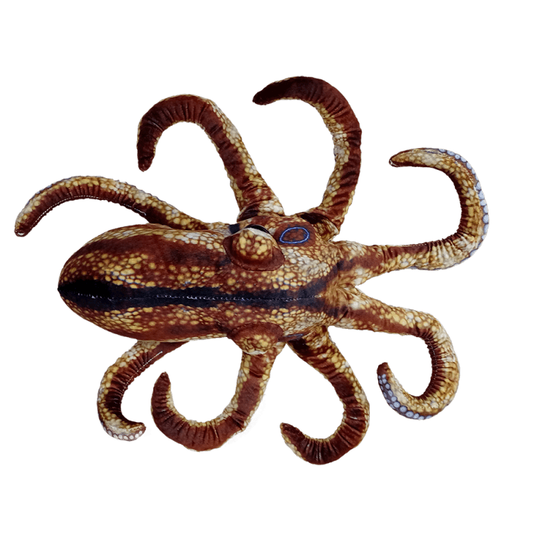 octopus1 square