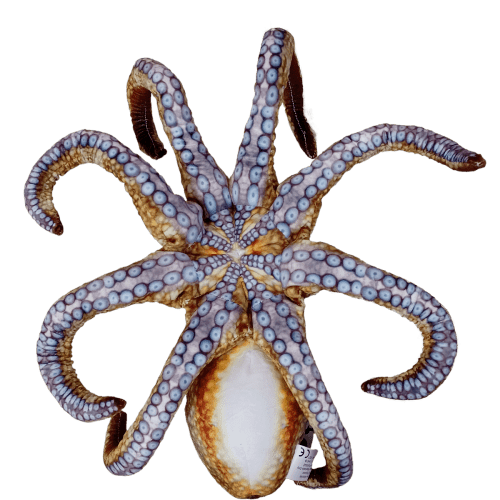 octopus5