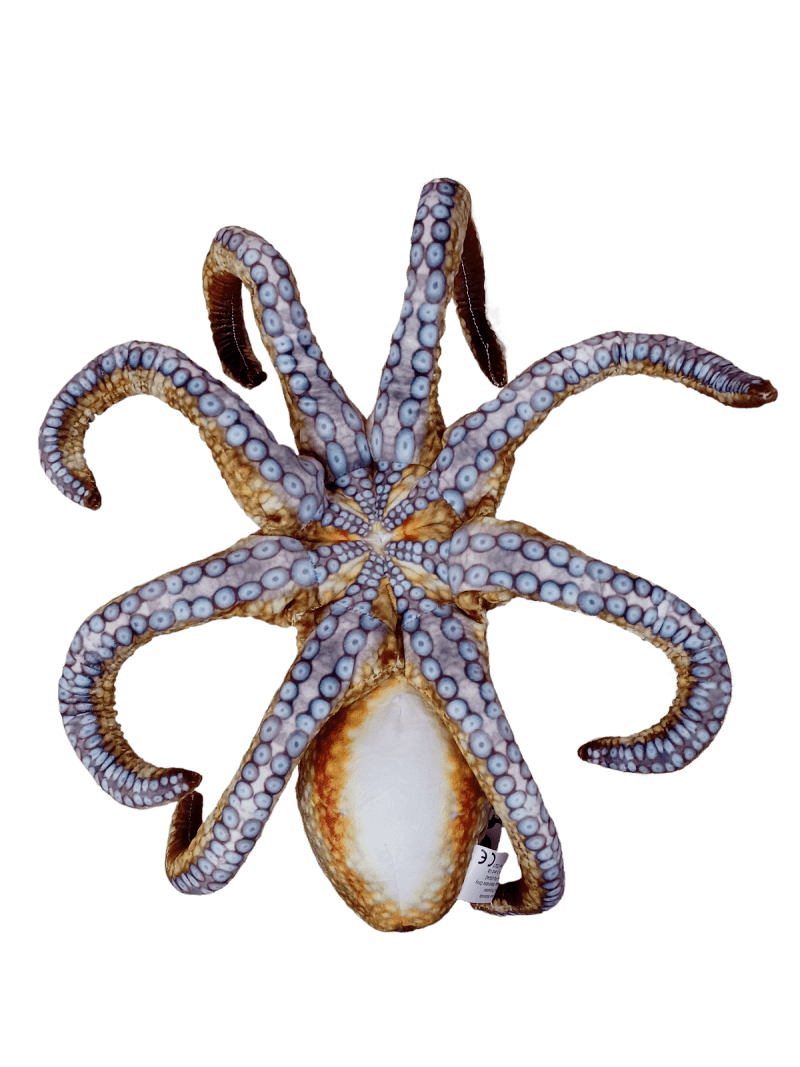 octopus5